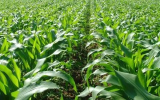 利禾8玉米种子特点