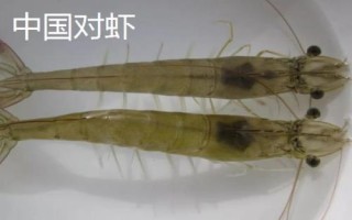 对虾的价格,一般在30-50元一斤