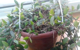 柳叶吊兰如何养护，喜欢生长在光照充足的环境中