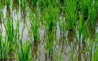 水稻能直接种水里吗，进行催芽处理后就可以直接播种在水里