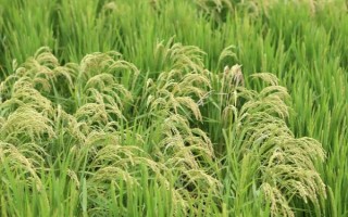 龙庆稻1号水稻种子特点，4月10～20日播种