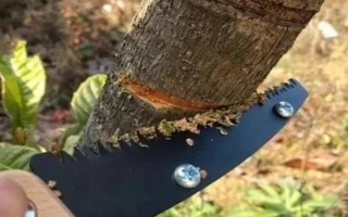 芒果的种植注意事项,可以在春秋两季进行栽种