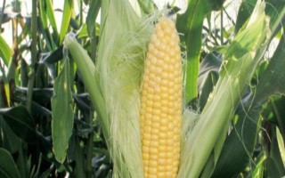 元丰2号玉米种子特点，高抗穗腐病(1级)