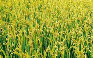 扬泰优128水稻品种简介,6月中旬播种