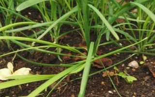韭菜的种植方法，可有性繁殖也可以无性繁殖