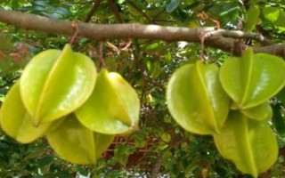 杨桃树的种植技术，可嫁接繁殖也可压条繁殖