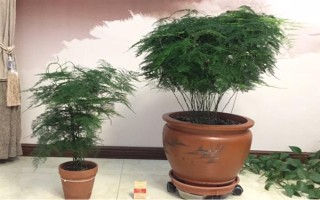 文竹长长藤的寓意，寓意着永恒