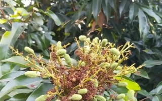 对果树使用农药的原则，选择正确的药物才能起到防效