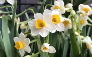 水仙花一直长高不开花的原因，可能是缺少光照或养分不足所致