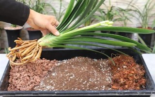 君子兰不长新叶怎么处理,需更换土壤、修剪烂根等