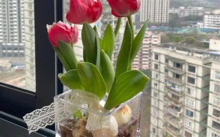 郁金香种一次就会死亡吗，属于多年生草本植物可以重复栽种