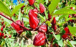 农村种什么可以赚钱，可考虑种植洛神果、苹婆、马蹄等水果