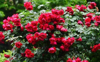 皮实好养的月季花品种，有自由精神、红色龙沙宝石等