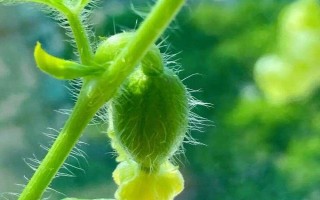 西瓜开花期施哪种肥料,追施磷钾肥可促进花芽分化