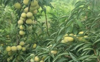 果树抽条如何处理,修剪后可缠上塑料带、包裹整个枝条
