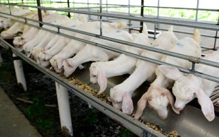 冬季养羊有哪些注意事项，要注意防寒保暖