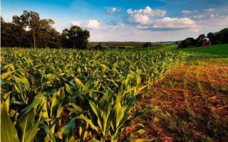 兴民20玉米种子特点，（1）足墒播种