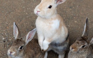 野兔养殖基地的环境要求，太热和太冷的环境都不适合于养殖