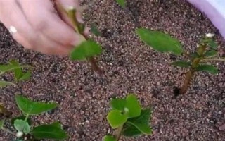 金银花适合在哪里种植，适合种植在山坡灌丛或疏林中