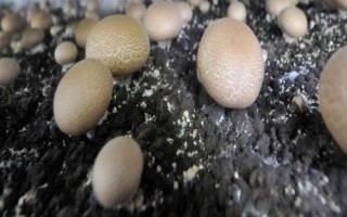 双孢菇栽培注意事项,是发展农业经济的重要项目之一