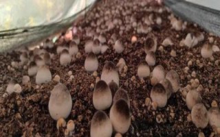 草菇种植技术,栽培季节根据温度和当地气温情况而定