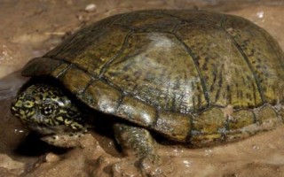 索若拉泥龟好不好养，饲养难度低属于易养品种