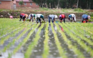 糯米的种植技术,喷洒壮穗灵可达到增产的目的