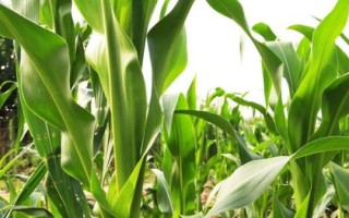 昕糯9102玉米品种简介，拔节期每亩施尿素20千克