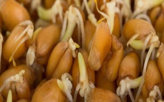 判断玉米种子是否有活力的方法，以下4种方式适合采纳