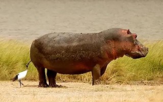河马可以在陆地上生活吗，河马可以在陆地上生活