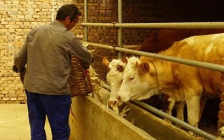 牛喜欢吃哪些草，常见的有象草、狗尾草、紫花苜蓿等