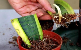 虎皮兰如何扦插,要选择健康的虎皮兰枝叶上的叶子