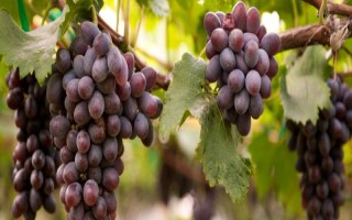 葡萄树怎样过冬，埋防寒土前10天应灌一次封冻水