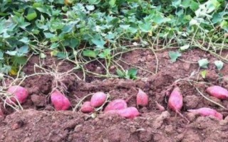 紫薯如何育苗，将种薯排放在苗床上、再覆土施肥并做好管理