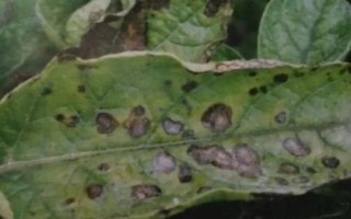 马铃薯炭疽病的病原，病原为球炭疽菌