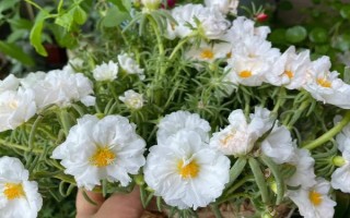 太阳花的花语，寓意向往光明、沉默的爱等