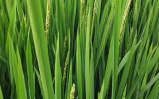 禾香优127水稻种简介,秧田播种量每亩10.0千克