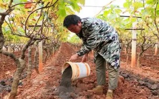 大棚葡萄如何追肥，首先要做好根部追肥