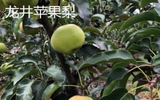 吉林龙井市的特产，长白山黑木耳是当地著名的土特产