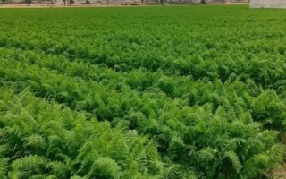 胡萝卜最佳种植时间,秋萝卜一般在7月下旬播种