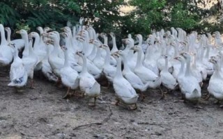 有哪些蛋鹅品种,包括太湖鹅、豁眼鹅、狮头鹅等种类