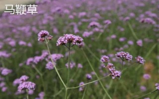 马鞭草有什么种类,分为柳叶马鞭草、柠檬马鞭草等品种