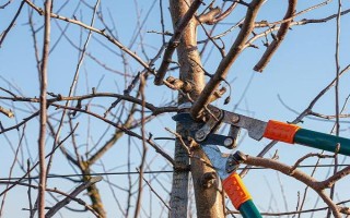 果树冬季清园时间，在12月份左右清园不会伤害植株