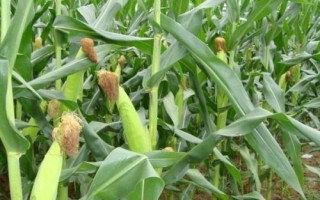 众德丰1号玉米品种的特性,适宜播期4月下旬至5月上旬