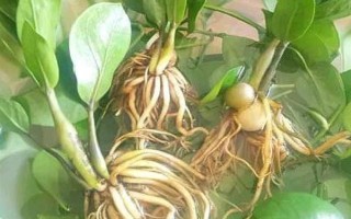 金钱树太紧怎么分株,先进行脱盆处理