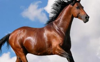 汗血宝马介绍，其祖先是生长在戈壁地带的野马