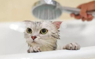 春季养猫的注意事项，一定要定期驱虫