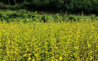 荞麦和苦荞麦有什么区别,颜色、口感和外形均不同