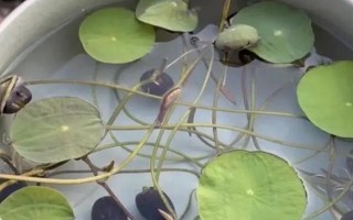 碗莲能否养在玻璃缸中，根系见光后容易被灼伤致死