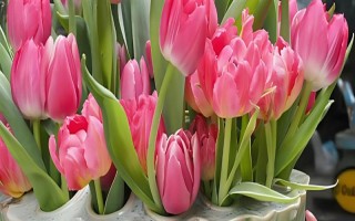 盆栽郁金香能不能在室外过冬，种球可以忍耐-35℃的低温